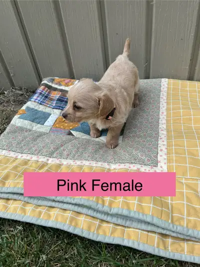 Chihuahua/Poodle Puppies, View more