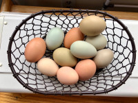 Heritage Mix Hatchcing Eggs