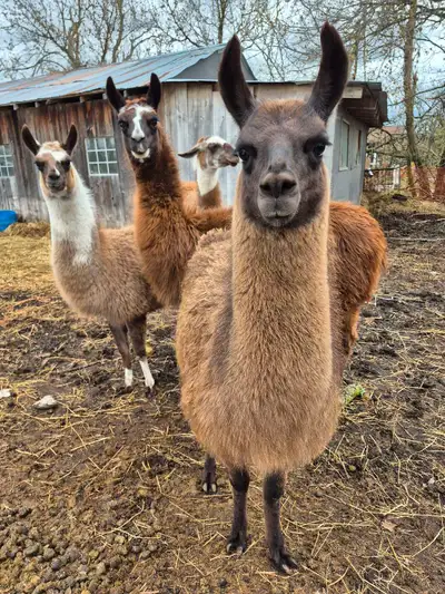 wanting Llamas, View more