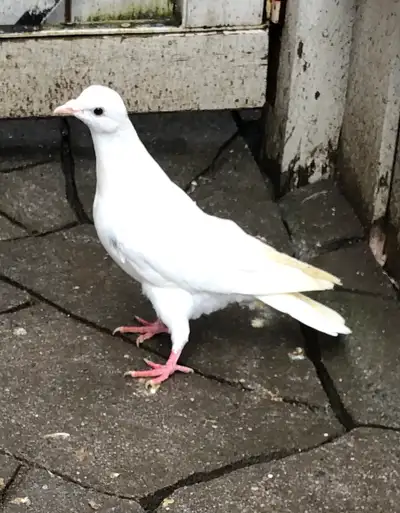 pigeon  for sale , View more