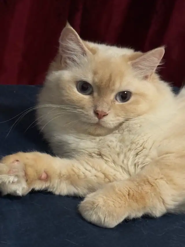 Chatte Ragdoll à adopter
