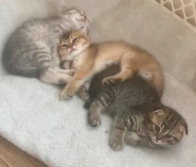 Nous avons presentement 4 chatons de race scottish qui sont a la recherche de leur famille pour la v...