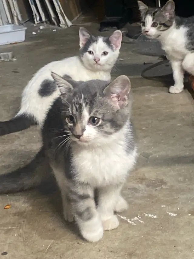 looking for furreverhomes595070618362849282