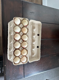 Duck Eggs - Fertilized 