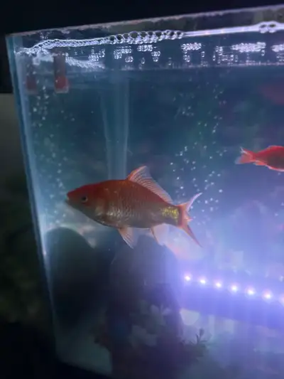 gold fish for sale 8inch, View more