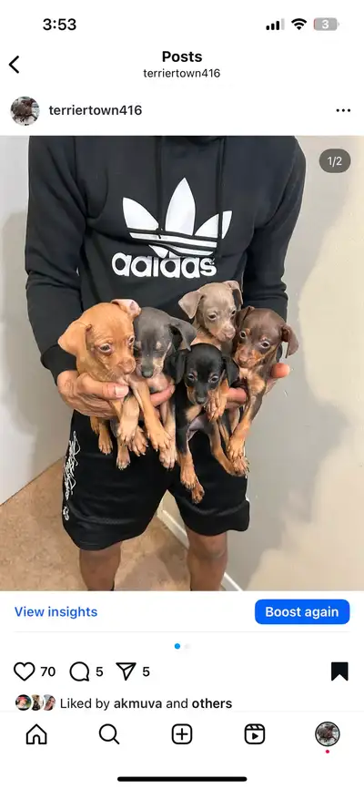 Miniature Pinscher puppies, View more