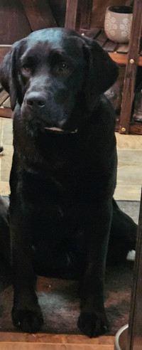 Chiot Labrador noir