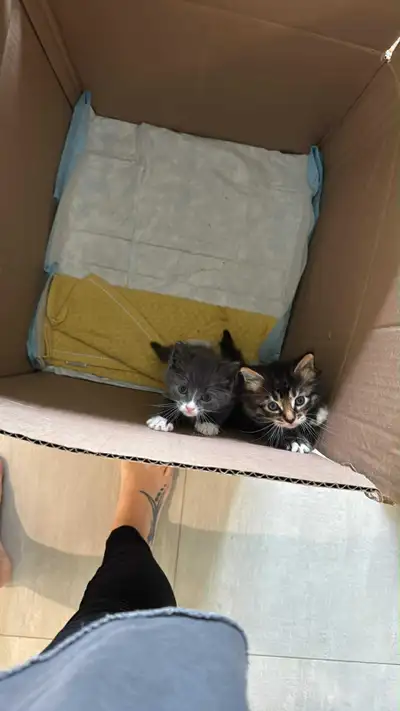 Nous voulons faire adopter ces deux bébés chats contre bon soins . Suite à un accident la maman est...