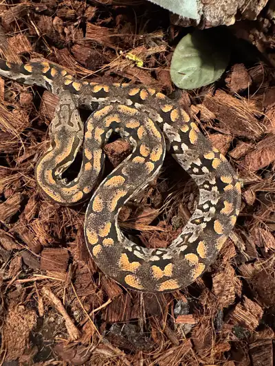 Hatchling Dumerils Boas, View more