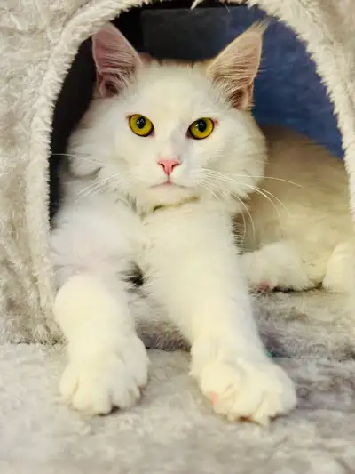 White Hypoallergenic Ragdoll Maine Coon Cat, View more