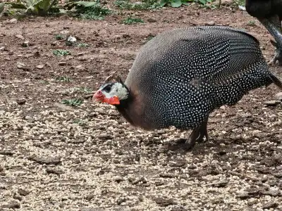 Guinea Hen for Sale, View more