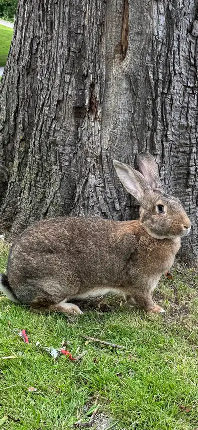 Pedigreed Flemish Giant Doe, View more