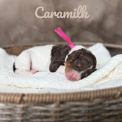Tricolor & Parti MINI BERNEDOODLE Puppies!, View more