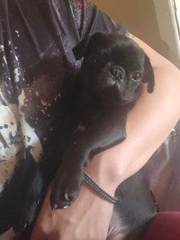 Pugs boy ready to go/ chiot carline
