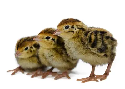 Quail Chicks and Fertile Hatching Eggs, View more