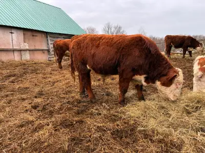 Hereford yearling bull for sale, View more