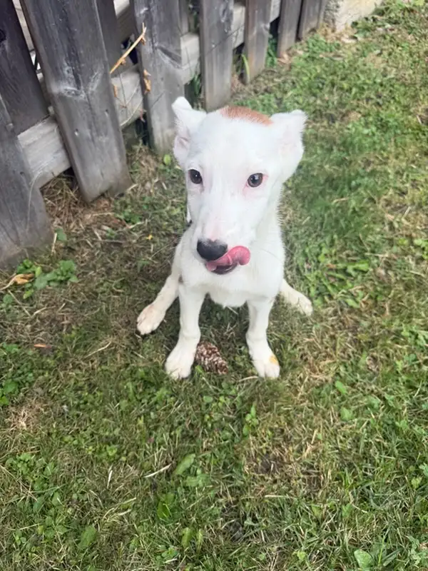 Cute Jack russell mix puppy in Dogs & Puppies for Rehoming in City of Toronto - Image 3
