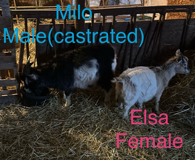  Purebred fainting, goats and pygmy goats in Livestock in Ottawa - Image 2