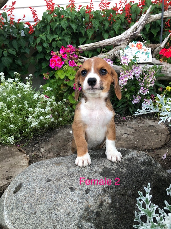 Beagle puppies Dogs & Puppies for Rehoming London Kijiji