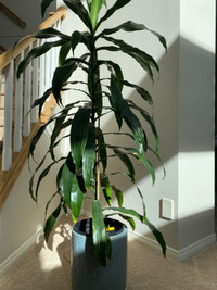 Dracaena sanderiana plant