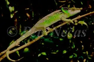 SELDOM SEEN BEAUTIFUL CHAMELEONS SPECIAL, View more