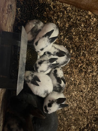 FREE Bunnies for rehoming