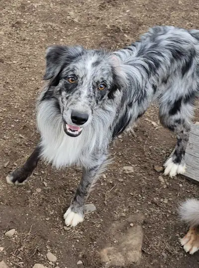 3 chiens border collie cherchent nouvelles familles. Ils sont issus de la même portée, ils ont toujo...