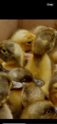 Baby ducks each 