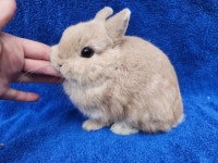 EXTRAODINAIRE BÉBÉ lapin nain néerlandais mâle *MALE BABY BUNNY City of Montréal Greater Montréal Preview