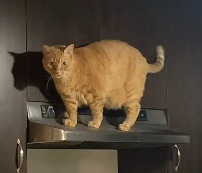 Cat  Golden 7 yr boy, View more
