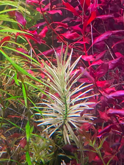 Ludwigia Inclinata Cuba White Aquarium plants, View more