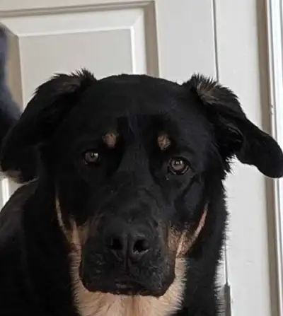 dog rehome, View more
