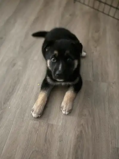 German Shepherd Puppy cate trained  $400, View more