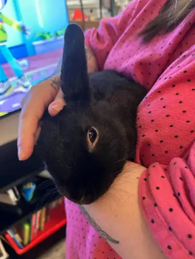I'm rehoming a charming black rabbit, unable to keep.