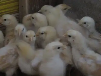 buff orpington chicks, View more