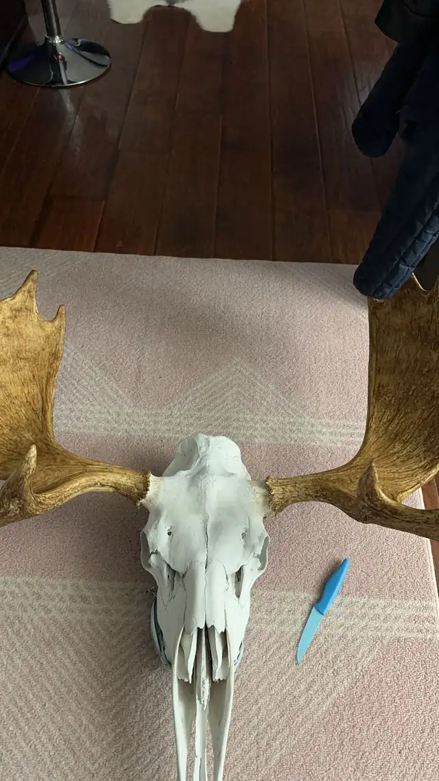 Moose euro mount in Arts & Collectibles in Edmonton - Image 3