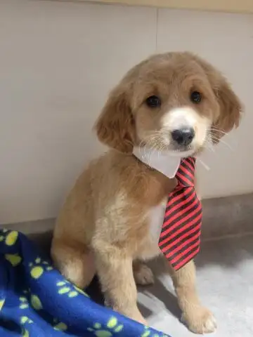 MINI F1B GOLDENDOODLE WEEKEND SPECIAL, View more