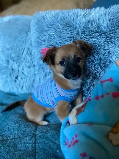Chihuahua/Jack Russell Mix Puppies, View more