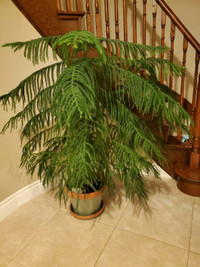 Norfolk Island Pine