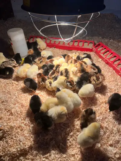Black Copper Marans and Ameraucanas , View more