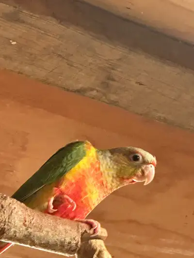 conure parrots for rehome, View more