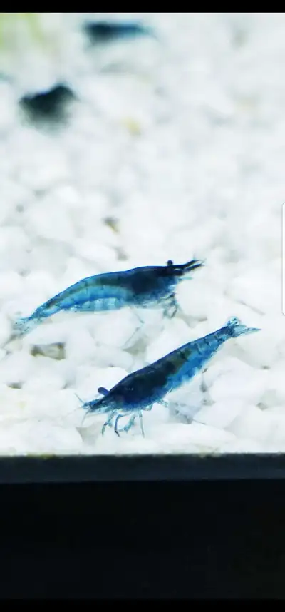 Blue shrimp, View more