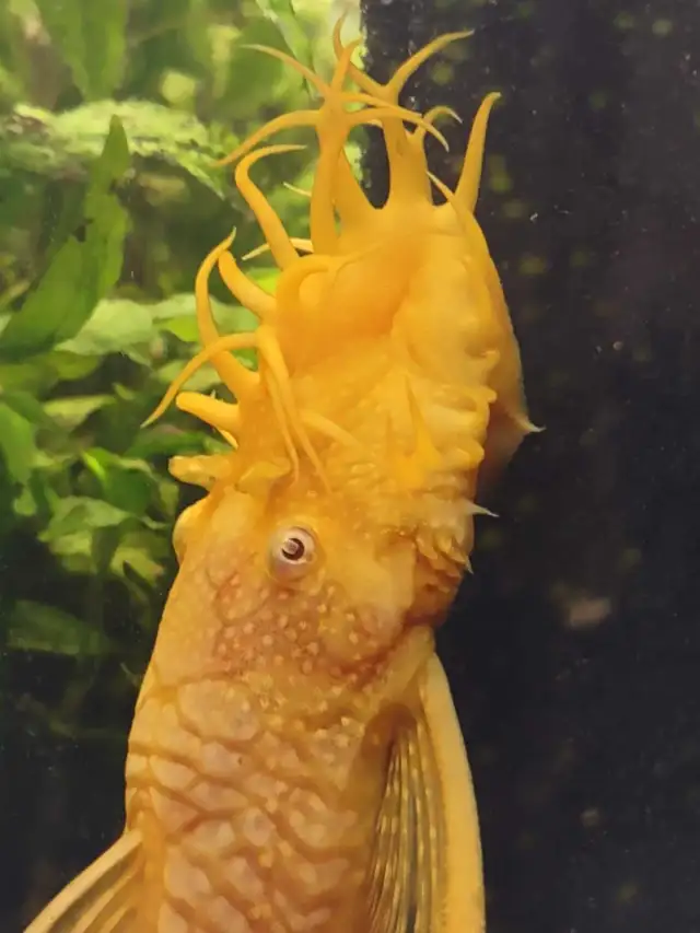 Albino Bristlenose Pleco in Fish for Rehoming in Mississauga / Peel Region - Image 7