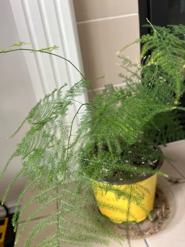 Asparagus Fern Plant in Puerto Rico in Canada - Image 3