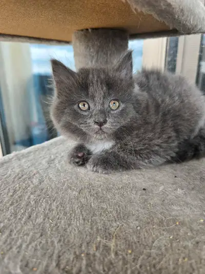 Purebred Kittens ready for rehoming, View more