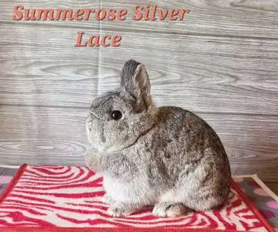 Netherland Dwarf doe Proven excellent mother Dob March 4, 2023 Litter trained No cage Meet for pick...