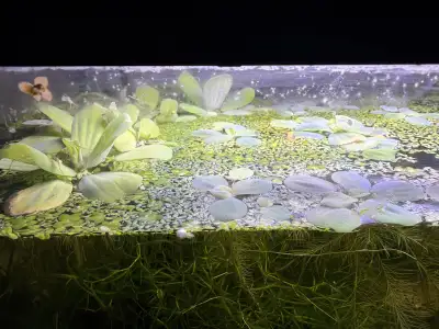 floating aquarium plants , View more