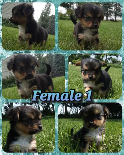 Adorable Chihuahua puppies, View more