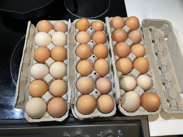Farm fresh eggs  in Other in Red Deer