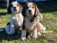 RARE ! Beagle x Mini-Aussie blue eyed puppies
